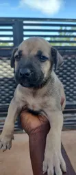 Purebred Boerboel Puppies - 1-3 Months Old - 1