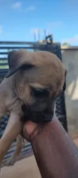 Purebred Boerboel Puppies - 1-3 Months Old - 2