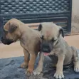 Purebred Boerboel Puppies - 1-3 Months Old - 3