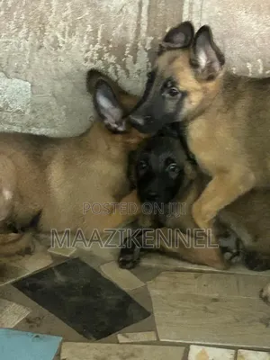 Female Belgian Malinois Puppy (1-3 Months)