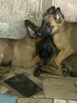 Female Belgian Malinois Puppy (1-3 Months) - 1