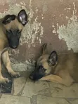 Female Belgian Malinois Puppy (1-3 Months) - 2