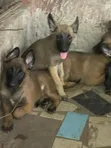 Female Belgian Malinois Puppy (1-3 Months) - 3