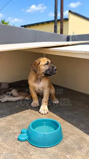 Female Purebred Boerboel Puppy, 1-3 Months