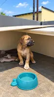 Female Purebred Boerboel Puppy, 1-3 Months - 1