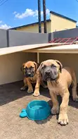Female Purebred Boerboel Puppy, 1-3 Months - 2