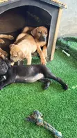 Female Purebred Boerboel Puppy, 1-3 Months - 3