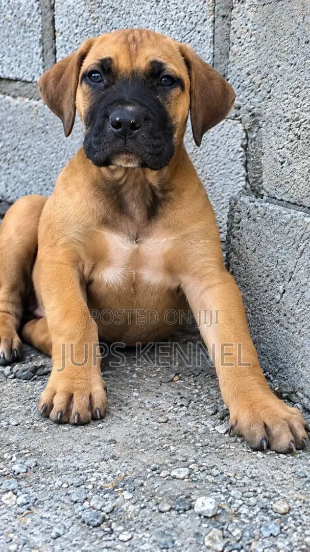 Purebred Boerboel Puppy - Male, 1-3 Months - 1