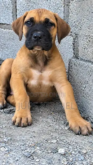 Purebred Boerboel Puppy - Male, 1-3 Months