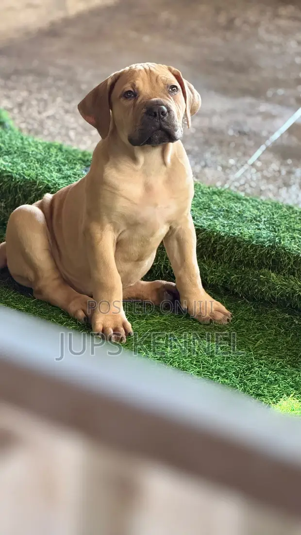 Female Purebred Boerboel Puppy (1-3 Months) - 1