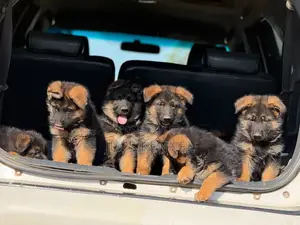 1-3 Month Female Purebred German Shepherd Puppy