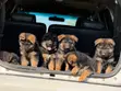 1-3 Month Female Purebred German Shepherd Puppy - 1