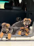 1-3 Month Female Purebred German Shepherd Puppy - 2