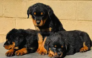 Purebred Rottweiler Puppies - 1-3 Months Old