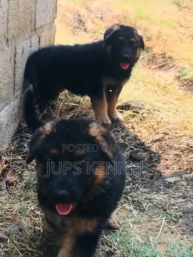 1-3 Month Male Purebred German Shepherd Puppies - 1