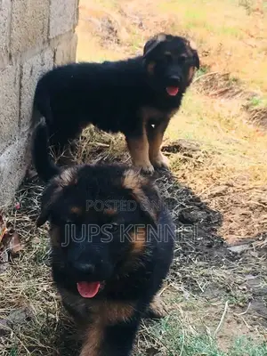 1-3 Month Male Purebred German Shepherd Puppies