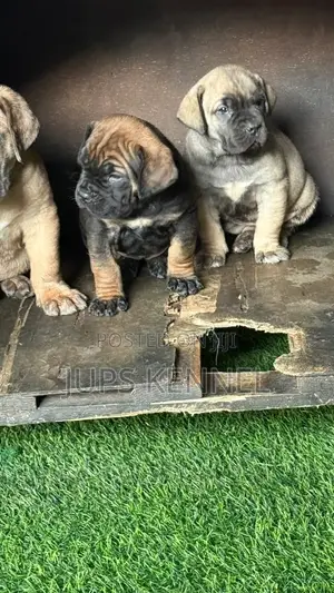 Purebred Boerboel Puppy - Male, 1-3 Months