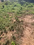Two Plots of Land for Sale, Packye No Two - 2