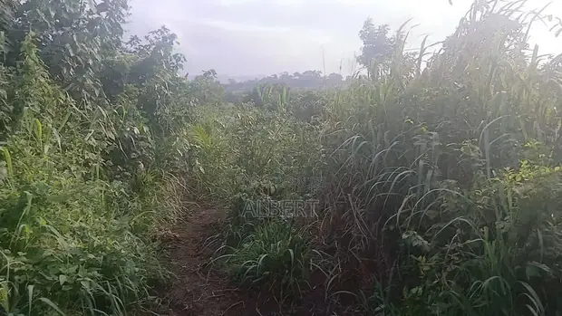 Residential Land for Sale in Gomoa Oguaakrom - 1