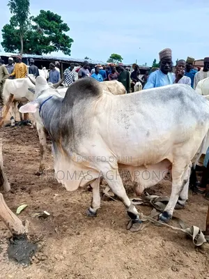 Healthy Gudali Cows for Sale