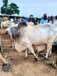 Healthy Gudali Cows for Sale - 1