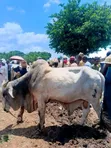 Healthy Gudali Cows for Sale - 2