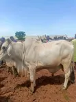 Healthy Gudali Cows for Sale - 3