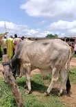 Healthy Gudali Cows for Sale - 4