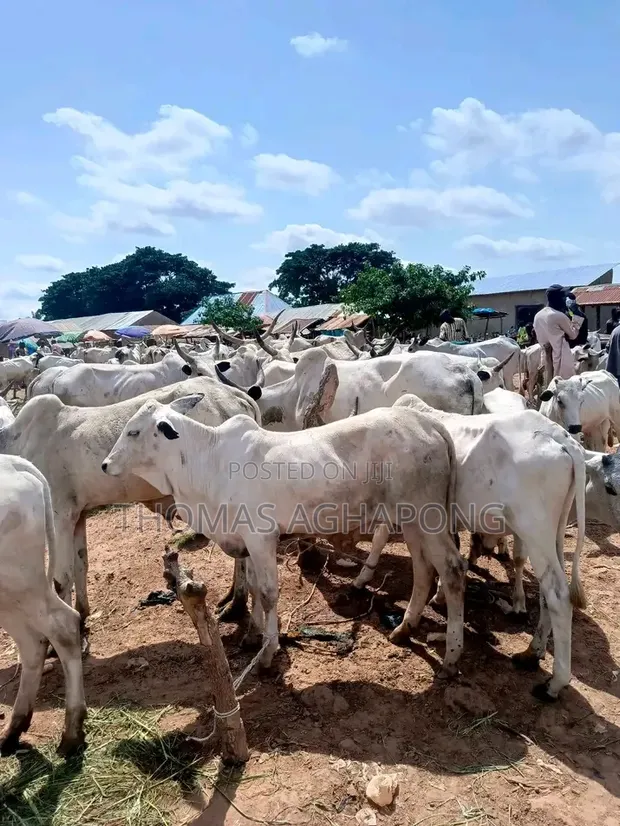 Healthy Gudali Cows for Sale - 1