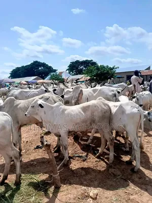 Healthy Gudali Cows for Sale