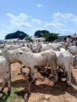 Healthy Gudali Cows for Sale - 1