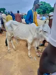 Healthy Gudali Cows for Sale - 2