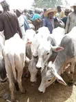Healthy Gudali Cows for Sale - 3