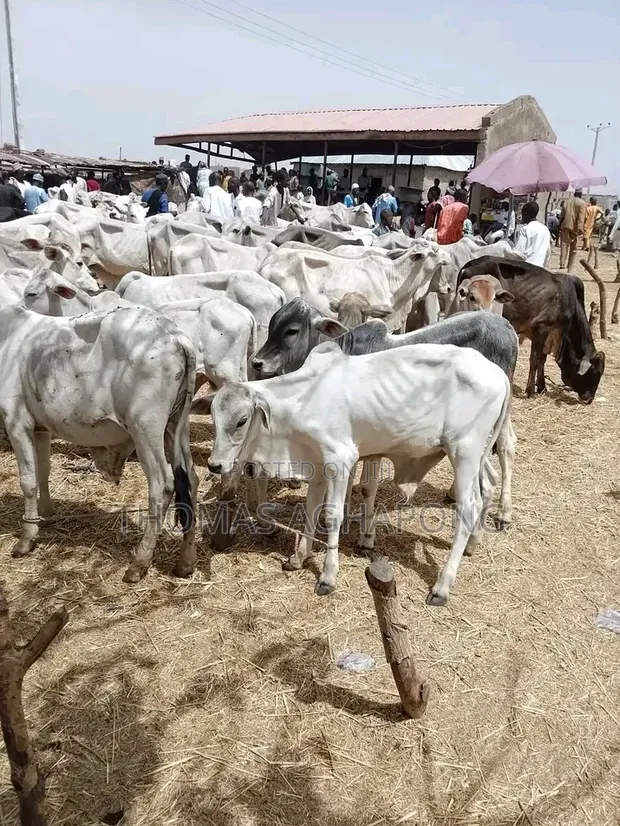 Strong Gudali Cows for Sale - 1