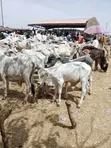Strong Gudali Cows for Sale - 1