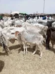 Strong Gudali Cows for Sale - 2