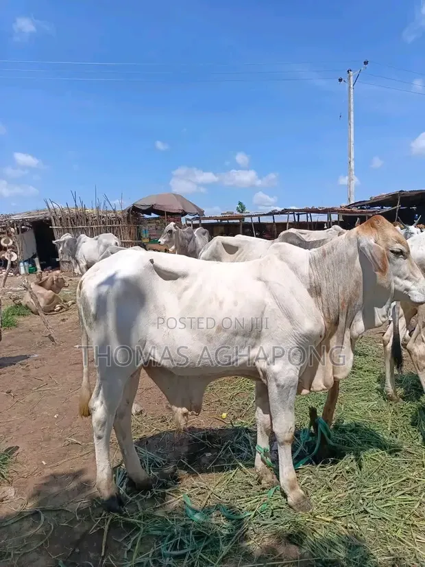 Healthy and Strong Cows for Sale - 1