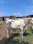 Healthy and Strong Cows for Sale - 1