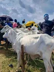 Healthy and Strong Cows for Sale - 2