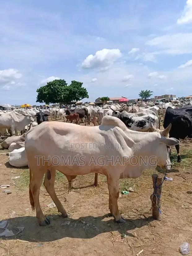 Healthy Gudali Cows for Sale - 1