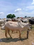 Healthy Gudali Cows for Sale - 1