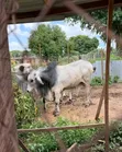 Healthy Gudali Cows for Sale - 2
