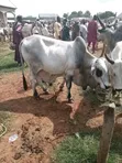 Healthy Gudali Cows for Sale - 3