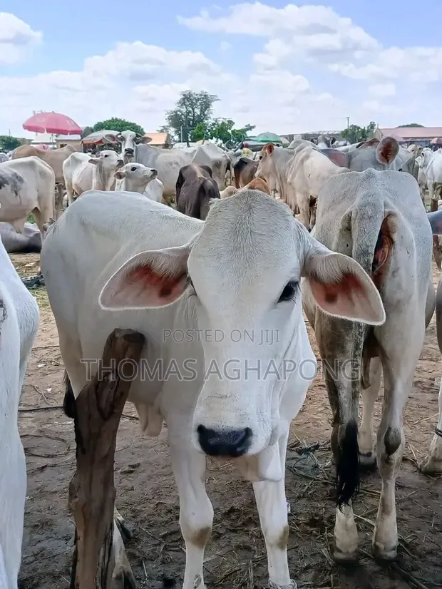 Healthy Gudali Cows for Sale - 1