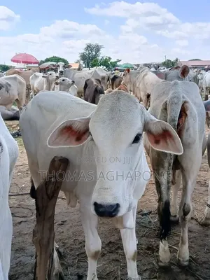 Healthy Gudali Cows for Sale
