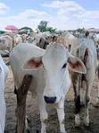 Healthy Gudali Cows for Sale - 1
