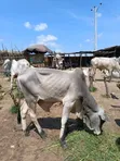 Healthy Gudali Cows for Sale - 2