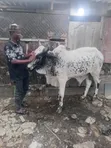 Healthy Gudali Cows for Sale - 3