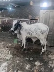 Healthy Gudali Cows for Sale - 4