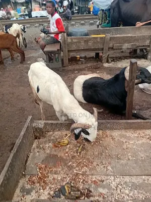 Healthy Sheep for Sale